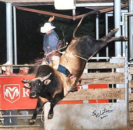 rodeo bull riding