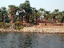 cruise on the Nile - river banks at Luxor