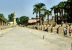 Temple of Luxor - Sphinxes avenue