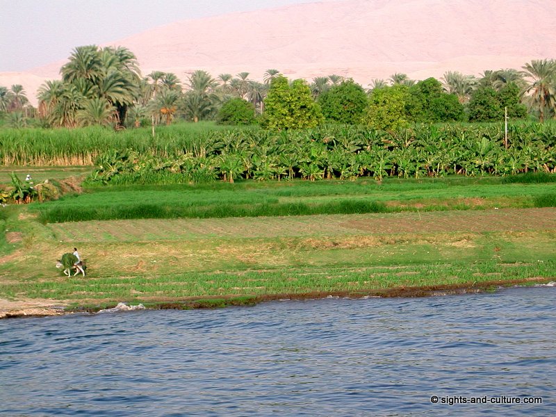 scenery with plantation