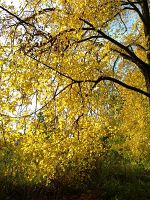 golden fall - lime tree