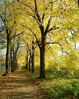 lime tree alley