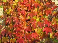 autumnal tints -- wine foliage