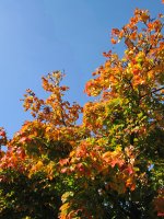 vibrant colours in fall - foliage of a maple tree
