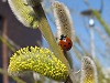 ladybug in catkins