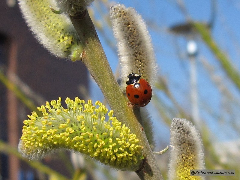 ladybug-Img_0994