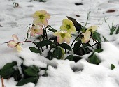 Christmas rose, also known as snow rose