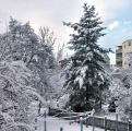 fresh fallen snow in the backyard