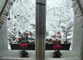 snowy flowerbox