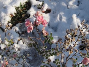 early frost and snow surprised the still flowering roses