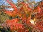 Stunning Tints in Fall