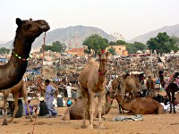 Pushkar fair ka Mela