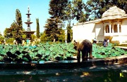 Udaipur - Garden of the Maids of Honor, Lotus fountain