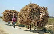 India in the country - loaded camels