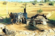 India - irrigation system - Persian wheel