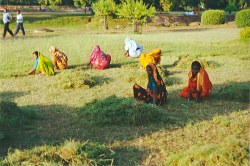 Indian women catting grass