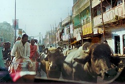 Driving through Varanasi