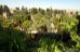 Generalife subtropical garden