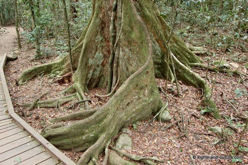 temperate rainforest - booyong tree