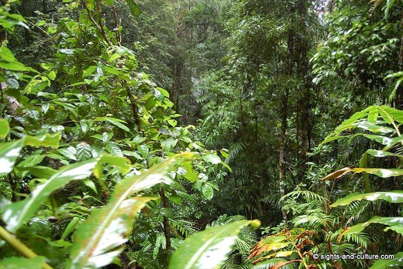  rainforest view (2) 
