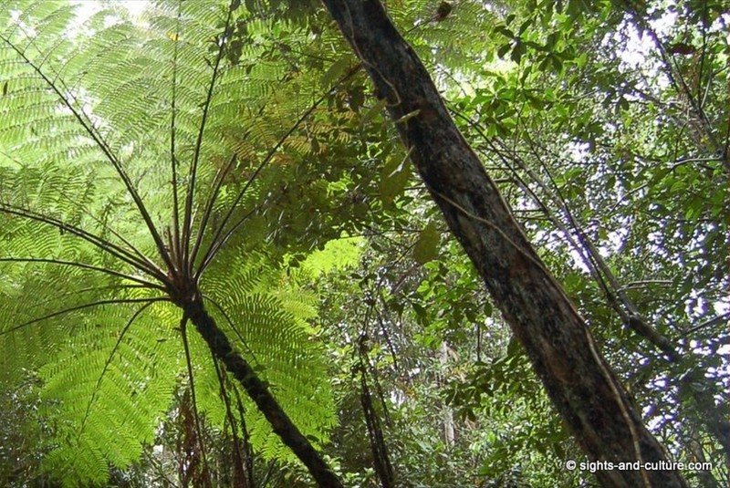  rainforest fern tree