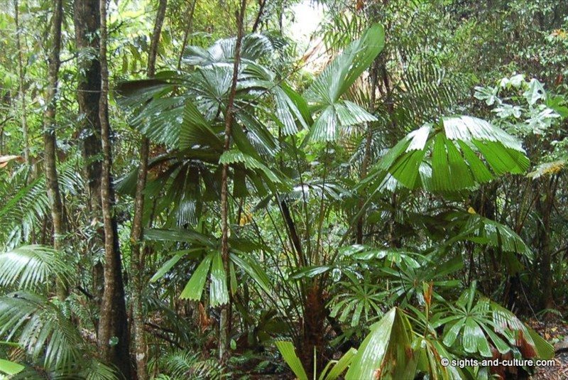  rainforest view (3) 