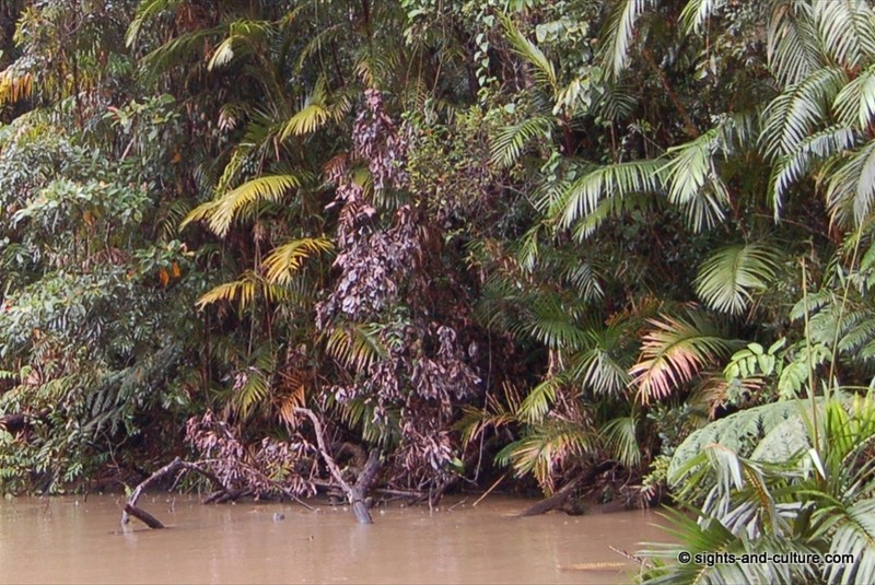  rainforest view (1)