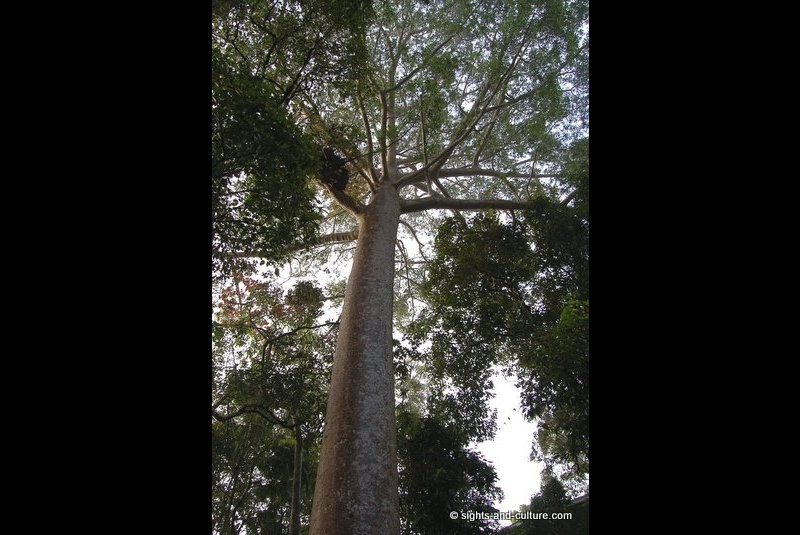 Rainforest - 100 to 130 ft tall trees (30 - 40 m)  with umbrella-shaped canopies