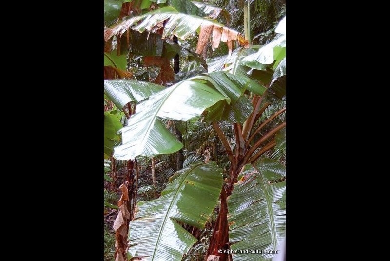 banana plant