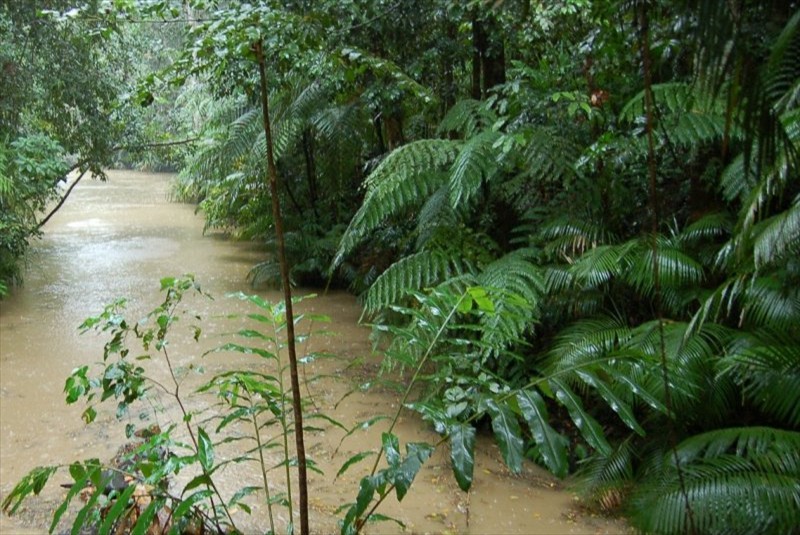 rainforest jungle