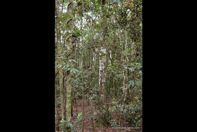 temerate rainforest
