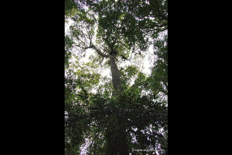 rainforest - tall tree