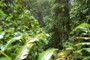  rainforest view (1) 