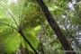  rainforest fern tree