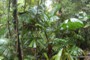  rainforest view (1) 
