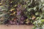  rainforest view (1)