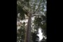 Rainforest - 100 to 130 ft tall trees (30 - 40 m) <br/>with umbrella-shaped canopies