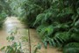 rainforest jungle