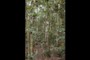 temerate rainforest