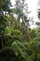rainforest_0237.jpg