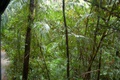 rainforest_0245.jpg