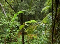 rainforest_0246.jpg
