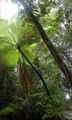 rainforest_0250.jpg