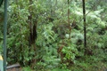 rainforest_0258.jpg