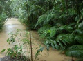 rainforest_0263.jpg