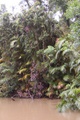 rainforest_0272h.jpg