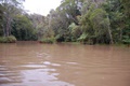 rainforest_0276.jpg