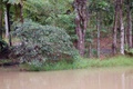 rainforest_0279.jpg