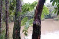 rainforest_0281.jpg