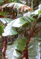 rainforest_0283.jpg